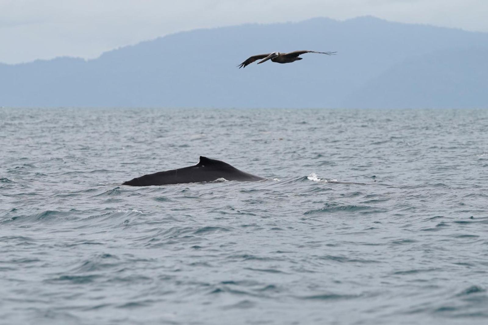 Dolphin Quest Costa Rica Villa Piedras Blancas Dış mekan fotoğraf