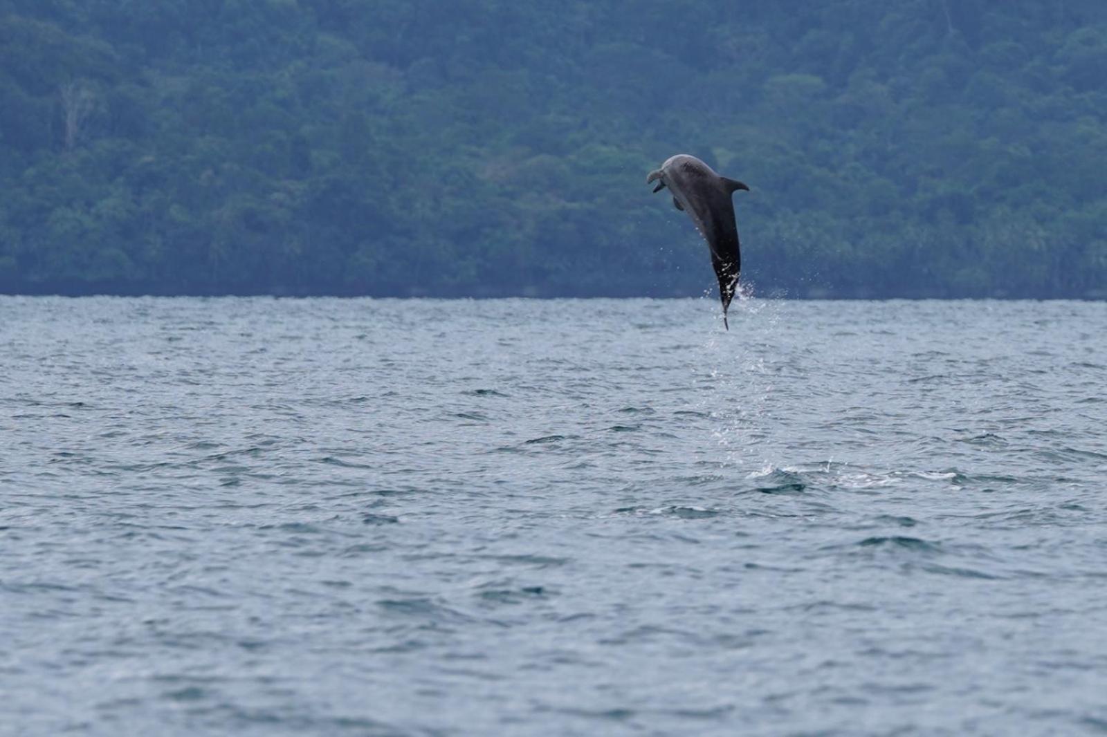 Dolphin Quest Costa Rica Villa Piedras Blancas Dış mekan fotoğraf